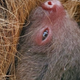 Illustration for article titled Saturday Night Social: iI Didnt Know I Was Pregnant/i, Sloth Edition